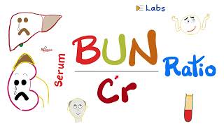 Serum BUNtoCreatinine Ratio BUNCr ratio  Kidney Function Tests  Nephrology Labs [upl. by Dorita119]