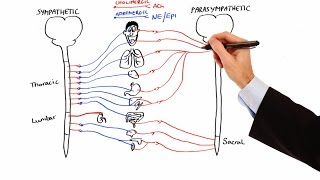 Pharmacology  AUTONOMIC NERVOUS SYSTEM MADE EASY [upl. by Aeslahc]