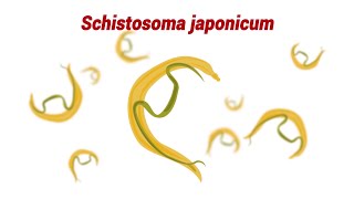 SCHISTOSOMIASIS Schistosoma japonicum  Animated Video Presentation [upl. by Tullius]