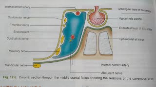 CAVERNOUS SINUSNOTESBDCHAURASIAHEADNECK AND BRAIN ANATOMY [upl. by Fazeli]