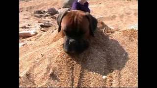 Boxer Dog at the Beach [upl. by Esmaria]