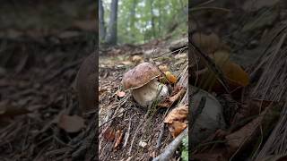 Boletus edulis shortissimo porcini mushroom viralvideo boletus forest nature [upl. by Jeuz946]