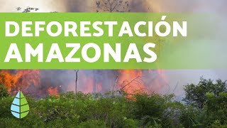 DEFORESTACIÓN DEL AMAZONAS en 2019 [upl. by Bluefarb985]