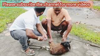 closed method castration with Burdizzo castrator goat castration [upl. by Blount154]