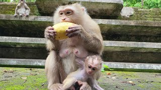 Watch Adorable Baby Robin Monkey Play While Mom Enjoys Delicious Mango 🌈🦧🍓 [upl. by Vitek]