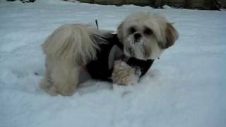 Lhasa Apso in Snow [upl. by Nylahsoj]