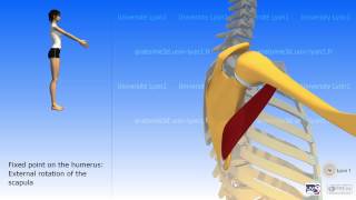 The teres major [upl. by Sergei]