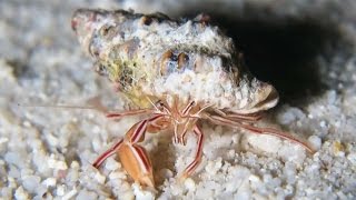 Pylopaguropsis mollymullerae – the Candy striped hermit crab [upl. by Eserahc583]