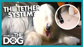 How To Use The Tether System  Its Me or the Dog [upl. by Garlan]