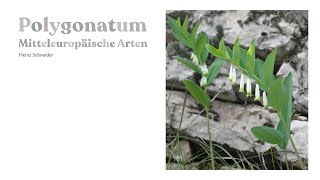 Polygonatum 15 Mitteleuropäische Arten [upl. by Nissa]