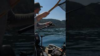 Kokanee on Trolling for Kokanee okanagan fishing salmon [upl. by Mintun]