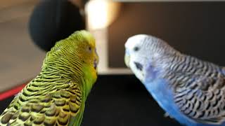 Parakeet imitates Siri perfectly [upl. by Carma]