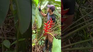 Heliconia bihai bunga potong tropis [upl. by Nerrag183]