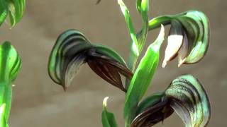 Pterostylis sanguinea traps gnats  Australian Native Orchids [upl. by Darda]