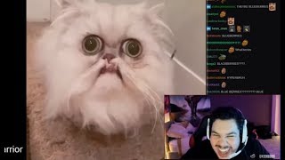 Greekgodx Reacting To Videos By Daily Dose Of Internet 5 [upl. by Nniuq]