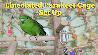 Lineolated Parakeet Cage Set Up [upl. by Adnylem]