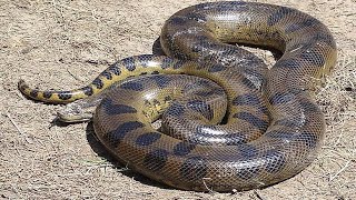 Anaconda snake cartoon video l danger Video l [upl. by Llennoc485]