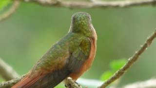 Cinnamon Hummingbird Amazilia rutila [upl. by Estren]