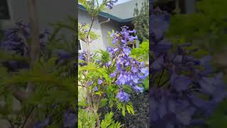 Bonsai Blue dwarf Jacaranda tree zone 9B flower spring sacramento garden jacaranda [upl. by Nedak]