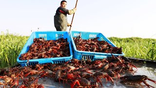 Millions Crawfish Harvesting and Processing  Crayfish Farm and Harvest  Crawfish Process Factory [upl. by Shrier242]