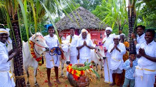 PONGAL CELEBRATION  Mattu Pongal  Grand Tamil Special Festival Celebrate in Village by farmers [upl. by Draper206]