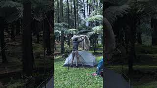 Going to the forest for camping in rain relaxing rain sounds ASMR shorts campingintherain [upl. by Frear]