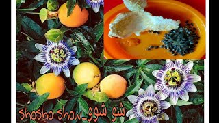 فاكهة الجرانديلافاكهة زهرة الآلام Granadilla Review  How to eat a granadilla or passion fruit [upl. by Aitahs]