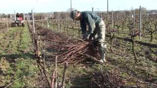 Pépinières Viticoles Morin  Plantation de plants de vigne taille greffage par Vinimédia [upl. by Pierpont356]