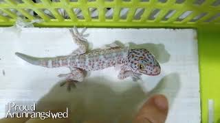 Take Gecko skin shedding out by hand and feed Calcium Powder [upl. by Draper]