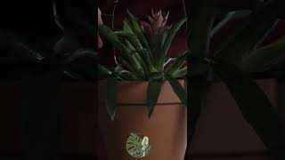 Gentle Mist Watering for Guzmania Lingulata  ASMR Plant Care asmr guzmania wateringplants [upl. by Uta]