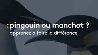 Comment distinguer les pingouins des manchots   franceinfo [upl. by Nnaasil]