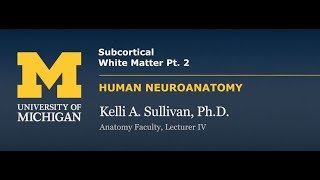 Nervous System Cortex  Subcortical White Matter pt 2 [upl. by Stearn]