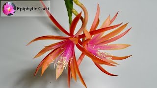 Disocactus hybrid  ‘Jalisco Joy’ [upl. by Eloise]