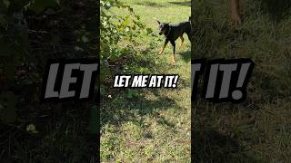 Doberman startled by something in the bush [upl. by Iat]