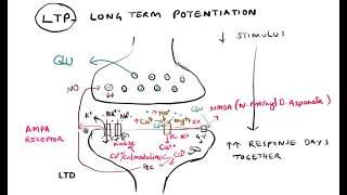 Synaptic plasticity Habituation Sensitization LTP LTD [upl. by Nnaer]