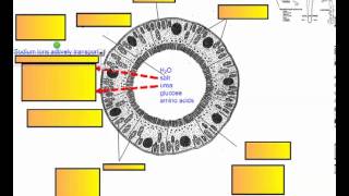 Excretion and the Kidney Part 4 IB Biology [upl. by Bradshaw]