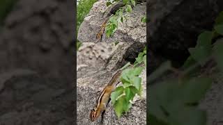 Chipmunks Hunt Snakes đź± chipmunk [upl. by Ledoux709]