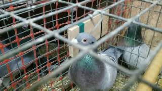 quotTips amp tricksquotquot How to pair up your pigeons for breeding quot [upl. by Pagas113]