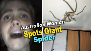 World’s Largest Spider Found—It’s Terrifyingly Huge [upl. by Leong]