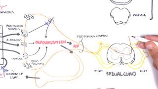 Pharmacology  Nonsteroidal AntiInflammatory Drugs NSAIDs [upl. by Kendell]