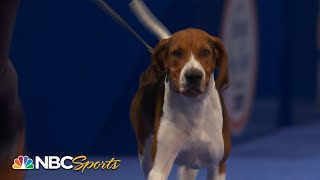 National Dog Show 2022 Best in Show Full Judging  NBC Sports [upl. by Proctor]