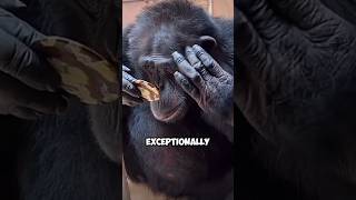 This chimpanzee has learned a lot of skillschimpanzee unbelievable funny clever skills shorts [upl. by Nairred]