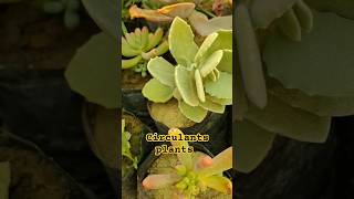 circulants plants for home  Best circulants plants  shorts ytshorts Greenland899 [upl. by Leverick]