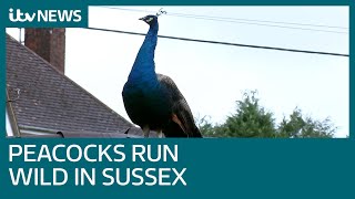 Peacocks ruffling feathers in West Sussex  ITV News [upl. by Drofiar]