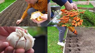 Gerade noch rechtzeitig 15 Stunden Wintervorbereitung im Garten Knoblauch Weizen Zwiebeln [upl. by Kerred]