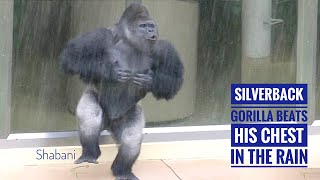 Huge Silverback Gorilla Beats His Chest With His Daughter In The Rain  The Shabani Group [upl. by Hareenum]