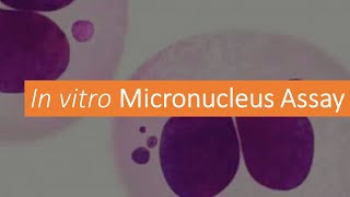 G T 10 What is Micro nucleus Assay Genera Toxicology Module 10 [upl. by Delphine30]