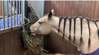 Beautiful Horse eats Hay 🐴 Buckskin Mare 🐎 Happy Horse 🐴 American Quarter Horse 🐴 [upl. by Ocram]