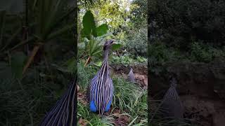 vulturine guinea fowl [upl. by Bamford]