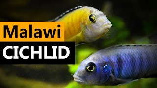 Malawi Cichlid  You will fall in love with Cichlid Fish [upl. by Estevan]